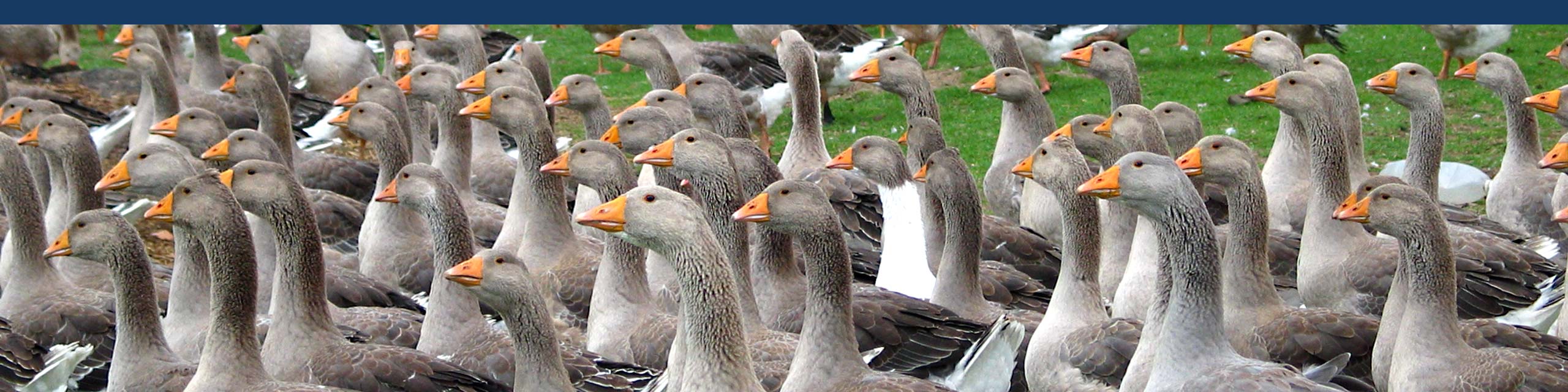 Алианс Агрикол-АЛАГ - За нас