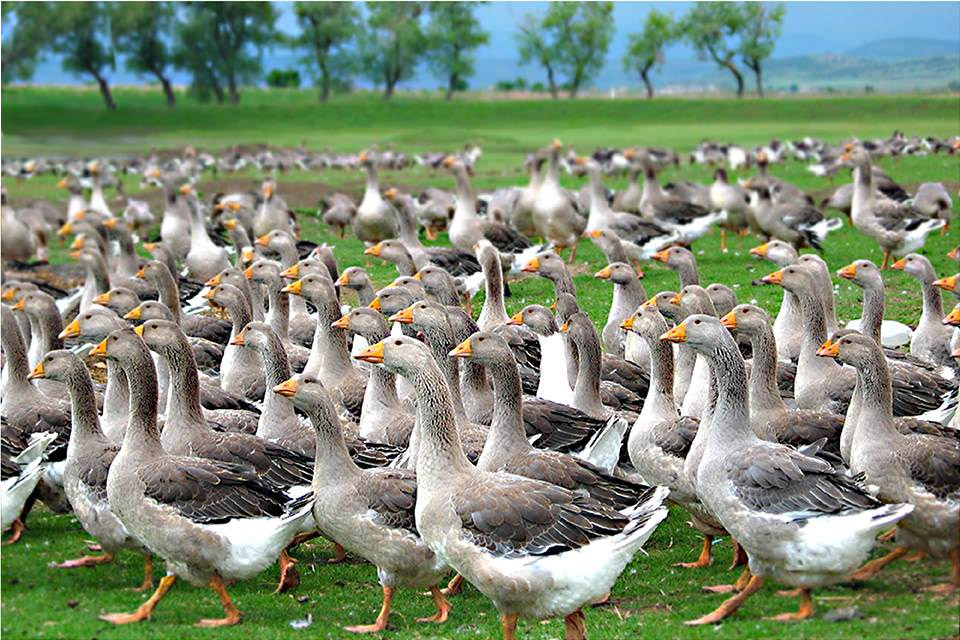 За Алианс Агрикол